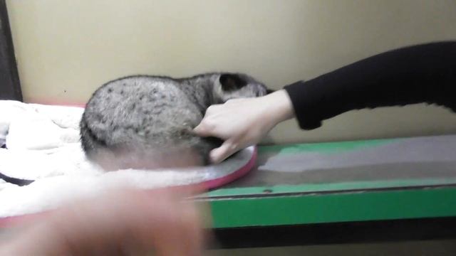 Вьетнамский кофе из экскрементов куницы. Кофе Лювак смотреть онлайн