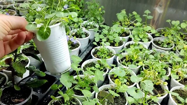 КАМПАНУЛЫ. Самое время для черенков! Что я предлагаю ? к отправке весной. смотреть онлайн