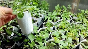 КАМПАНУЛЫ. Самое время для черенков! Что я предлагаю ? к отправке весной.