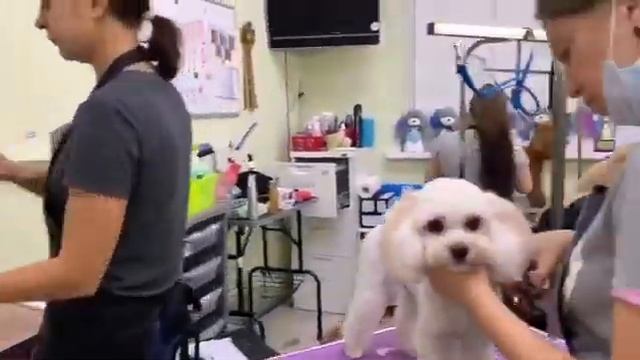 Азиатский курс в нашем учебном центре, первый поток смотреть онлайн