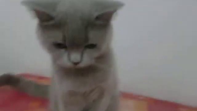 британская короткошёрстная кошка Алиса смотреть онлайн
