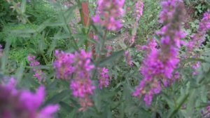 Дербенник иволистный " Розовая жемчужина". Многолетник из семян. Растение для природного сада