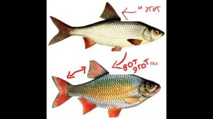 ПЛОТВА и КРАСНОПЕРКА в чем разница?