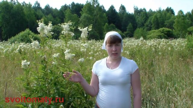 Лабазник вязолистный - Таволга - Белоголовник смотреть онлайн