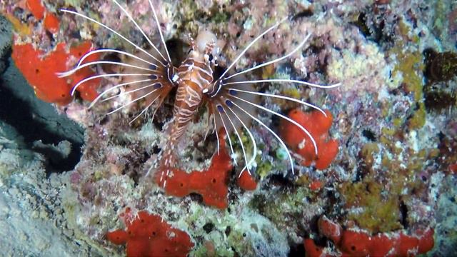 Fihalhohi Housereef South - South Male Atoll - Night Dives April 2015 смотреть онлайн