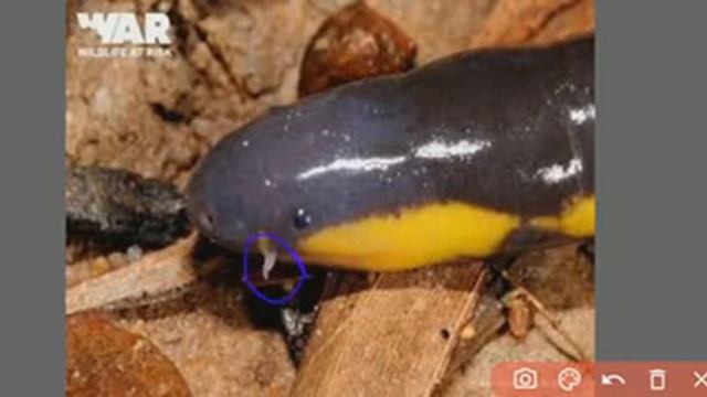 AMPHIBIA Classification ఉభయచరాలు వర్గీకరణ смотреть онлайн