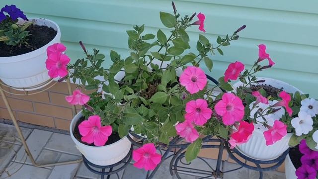 #207 Зацветают розы Парблю и Абрахам Дерби, Петунии,Ирисы!Вкусный ужин! смотреть онлайн