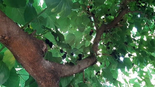 ШЕЛКОВИЦА .КАК ОТМЫТЬ РУКИ #лайфхак смотреть онлайн