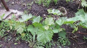 Формировка винограда - двухрукавный веер...