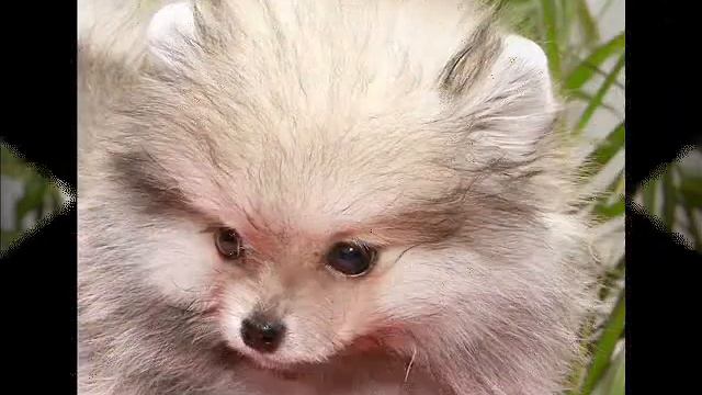 померанский шпиц щенки смотреть онлайн