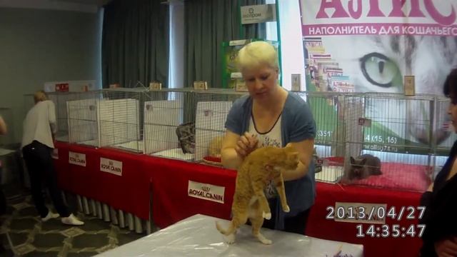 Уральский рекс на ринге 27 04 2013 в Челябинске смотреть онлайн