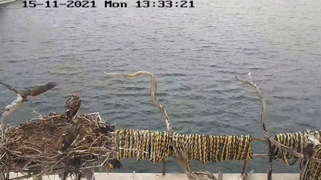 Port_Lincoln Osprey_Flying practises-Ervie lands on Falky/Тренировки -Эрви приземляется на Фалки смотреть онлайн