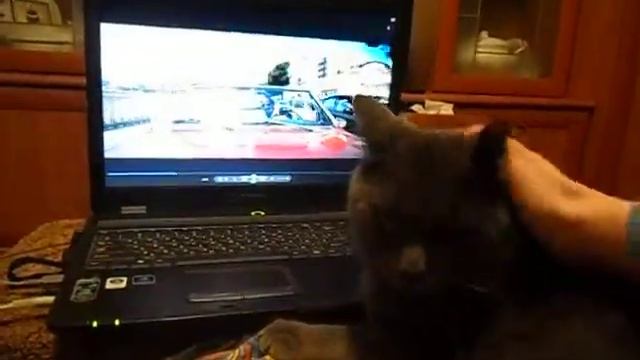 Кот на компьютере!!! смотреть онлайн
