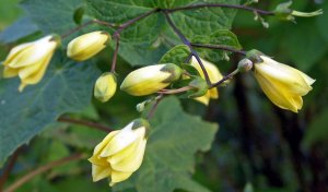 Киренгешома РЕЛАКС ТЕРАПИЯ ИМПРОВИЗАЦИЯ композитор Виктор Анохин #музыка #piano #цветы #bossanova