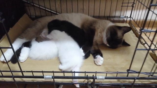 Сиамской кошка опять родила смотреть онлайн