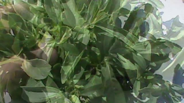Estevia Rebaudiana Criolla Diferentes Genotipos