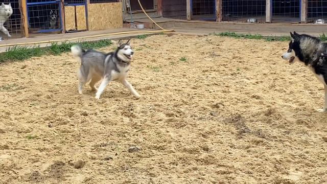 Хаски играют