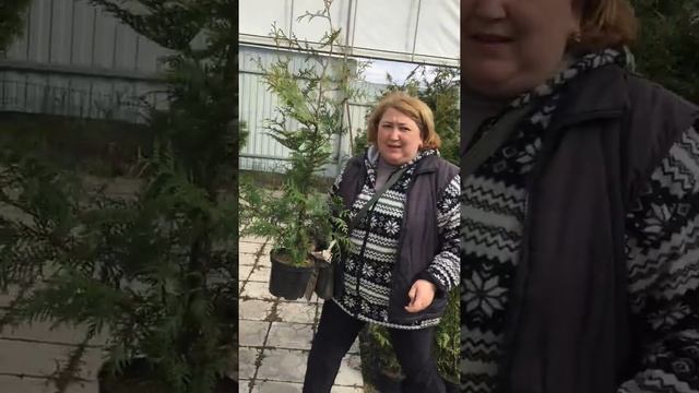 Акция: купить туи брабант 60-80 см по 350 рублей. смотреть онлайн