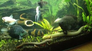 полиптерусы и другие!0004