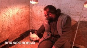 Напольное содержание бройлеров в ЛПХ Фроловых (бизнес в деревне)