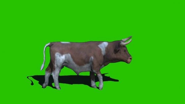 New Animal Zoo Green Screen - Animal Green Screen