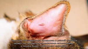 Болезни ушей у кошек: симптомы и лечение