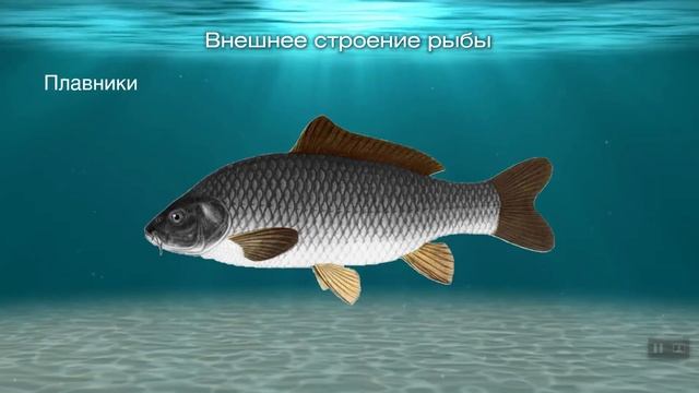 Внешнее строение рыбы смотреть онлайн