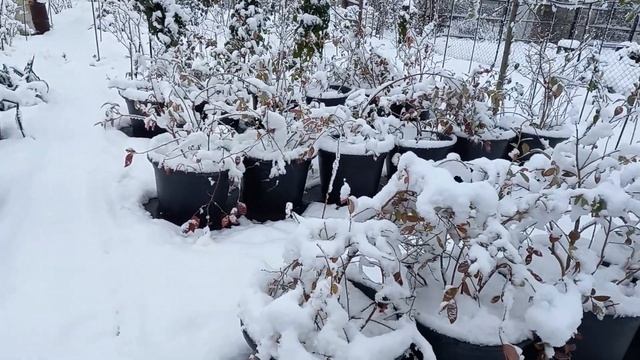 Как зимует голубика в контейнерах и на огороде!!! смотреть онлайн