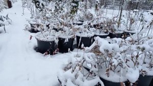 Как зимует голубика в контейнерах и на огороде!!!