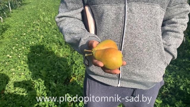 ? Груша ДУХМЯНАЯ ? Высокоурожайный сорт позднелетнего срока созревания. смотреть онлайн