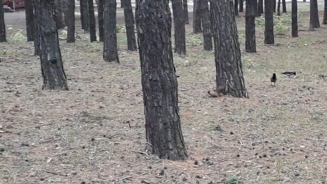Ай, да белочка! Видео для семейного просмотра. смотреть онлайн
