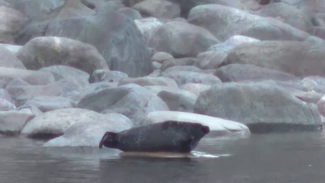 Ладожская нерпа. Май 2015 смотреть онлайн