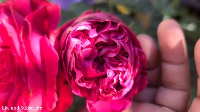 Red Eden Climbing Rose | Romantica Dark Red Blooms | Classic Fragrance смотреть онлайн