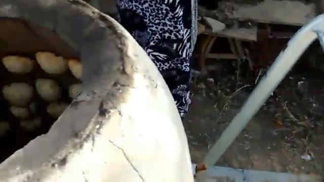 Тандырная самса в Израиле смотреть онлайн