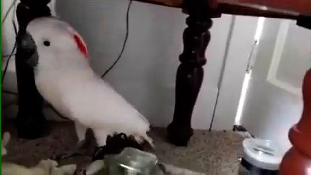 Попугай орет как резаный! Надрывается!! Из кожи Вон лезет!! смотреть онлайн