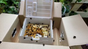 Распаковка шмелей! Видео для отдыха. Bumblebee unboxing