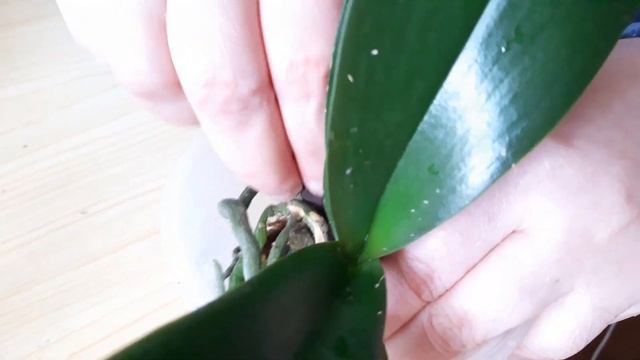 #Орхидеи. Как заправить в грунт длинные;торчащие вверх воздушные корни молодых орхидей при пересадк смотреть онлайн