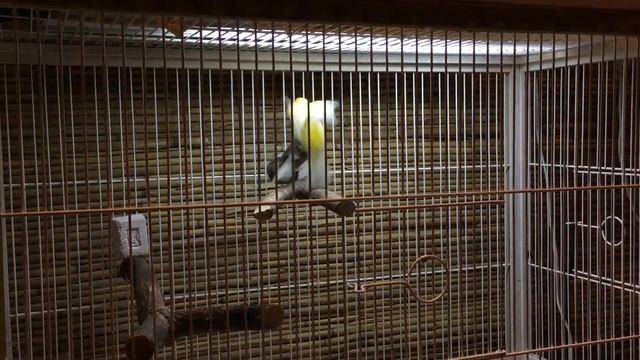 жёлтый кенар кроет серую канарейку смотреть онлайн