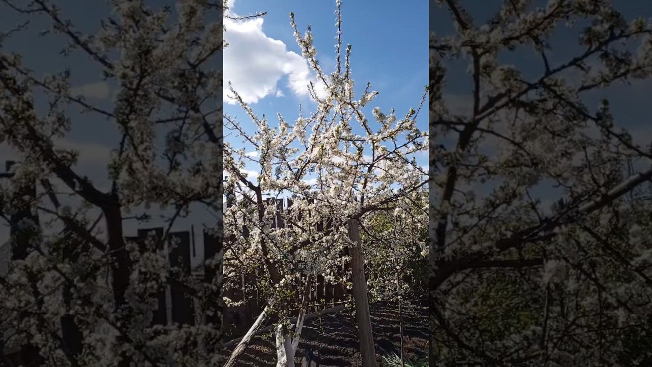 Красотища !!! Цветёт слива.