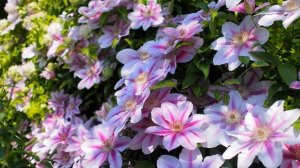 Лучшие многолетние цветы для дачи