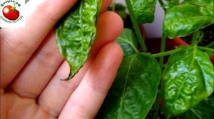 Ценная шпаргалка ПЕРЕЦ будет доволен