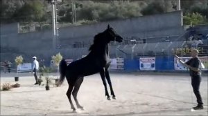 АРАБСКИЕ СКАКУНЫ ARABI  SICILIA