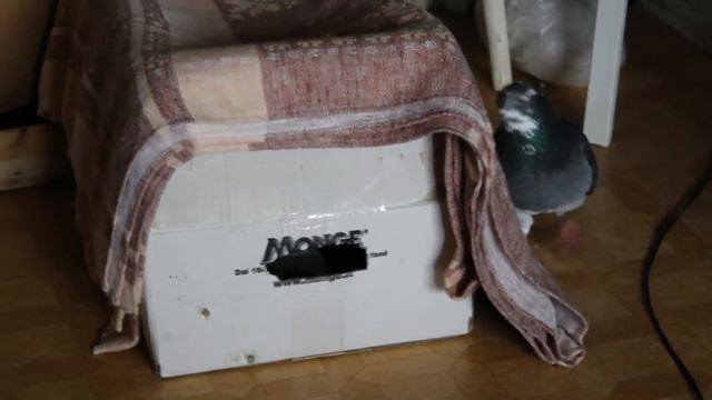 Голуби в квартире проверяют коробку смотреть онлайн