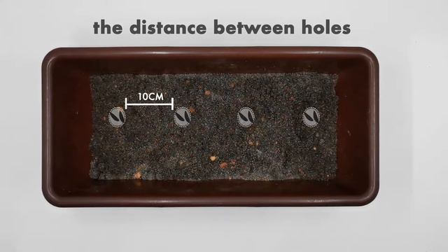 7 Easy Steps! Growing Basil from seeds смотреть онлайн