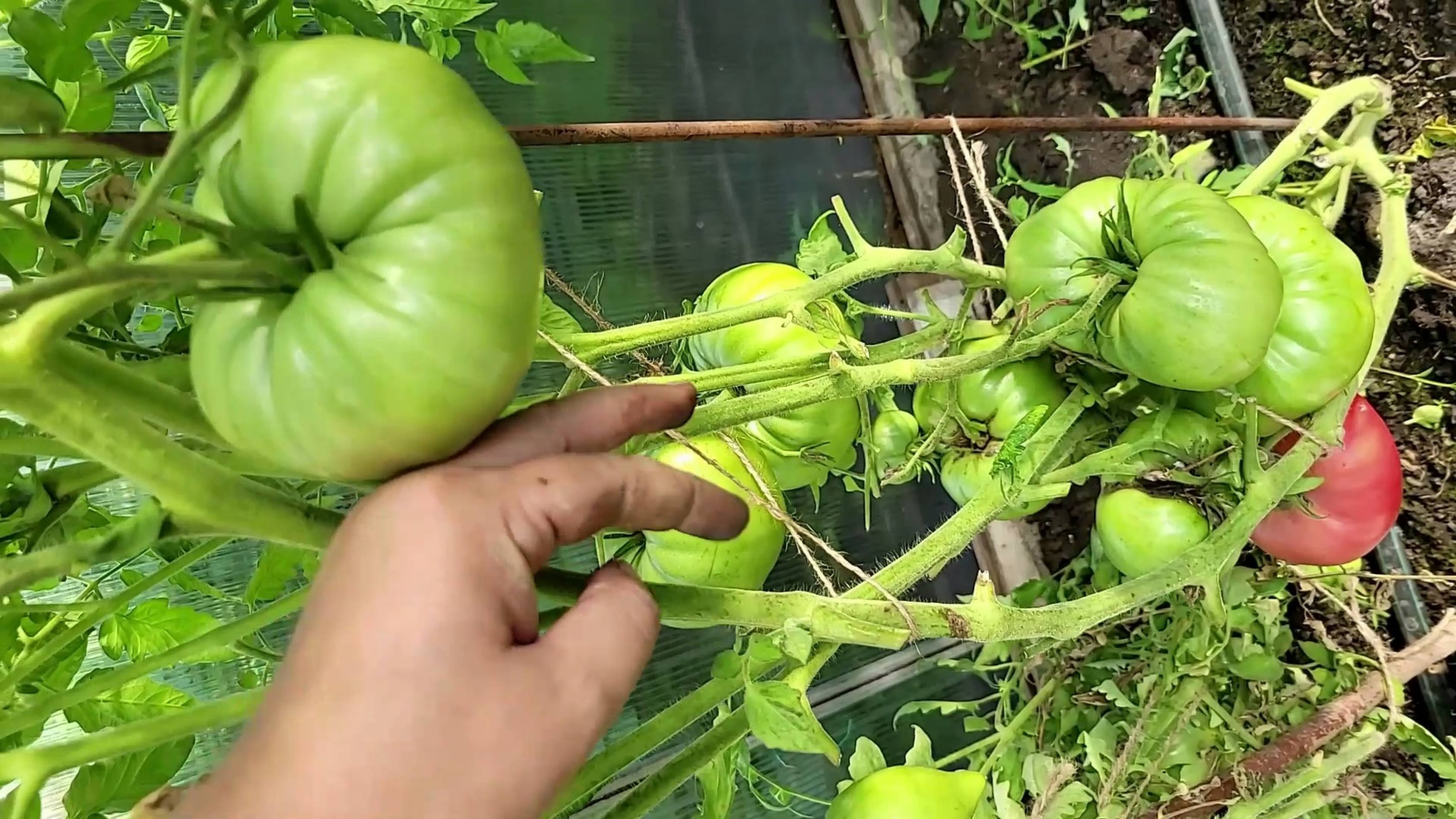 4 крупноплодных сортов томатов для огорода, сплошное томатное мясо, очень вкусные и мясистые смотреть онлайн