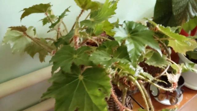 Маленький обзор красивых комнатных цветов смотреть онлайн