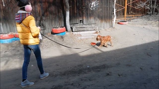 НАША ПРОГУЛКА😀~ЧТО МЫ ДЕЛАЕМ~ДРЕССИРОВКА🐶 смотреть онлайн