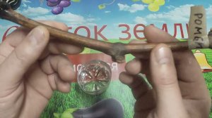 Удалил каллус на черенке и что с ним стало позже?