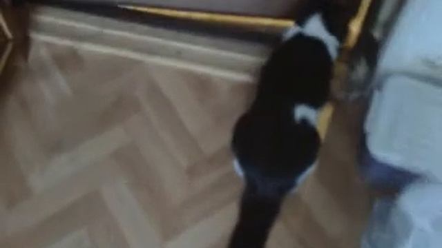 Кот охраняет территорию. смотреть онлайн