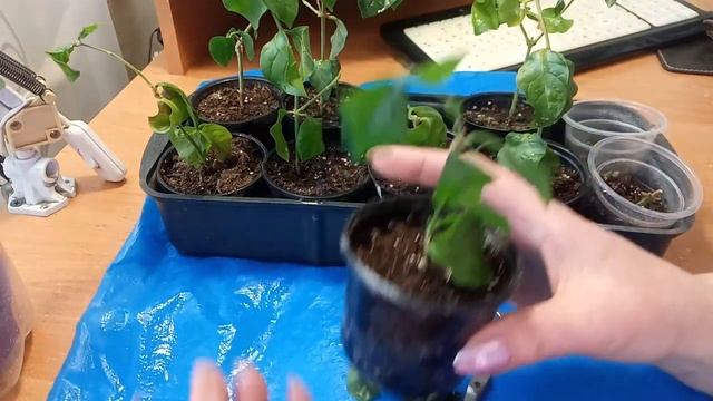 Укоренённые черенки Жасмина Самбак смотреть онлайн